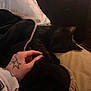 Mort joined the competition — help win amazing prizes! black_cat, cat, sleeping, blanket, hand, tattoo, cozy, indoor, resting, pet, fur, paw, bed, soft, warm, relaxation, animal, domestic, comfort, quiet