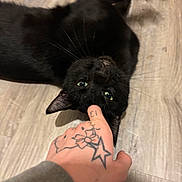 Mort is registered to the contest to win money with this photo: black_cat, cat, pet, playful, green_eyes, tattoo, hand, floor, wooden_floor, indoor, whiskers, animal, feline, nibbling, close_up, domestic_cat, interaction, human_hand, cute, pet_interaction