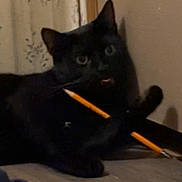 Mort joined the competition — help win amazing prizes! black_cat, cat, animal, indoor, floor, pencil, playful, pet, feline, paw, mouth, curtain, wall, domestic, cute, lying_down, toy, closeup, mischievous, household