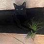 black_cat, cat, green_eyes, grass, paw, mat, wooden_floor, indoor, pet, animal, curious, playful, feline, closeup, cozy, blanket, resting, whiskers, home, floor