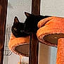 Mort is registered to the contest to win money with this photo: cat, black_cat, mirror, reflection, cat_tree, furniture, indoor, pet, animal, curious, relaxing, orange, soft_texture, wood, home, decor, calm, cozy, closeup, resting