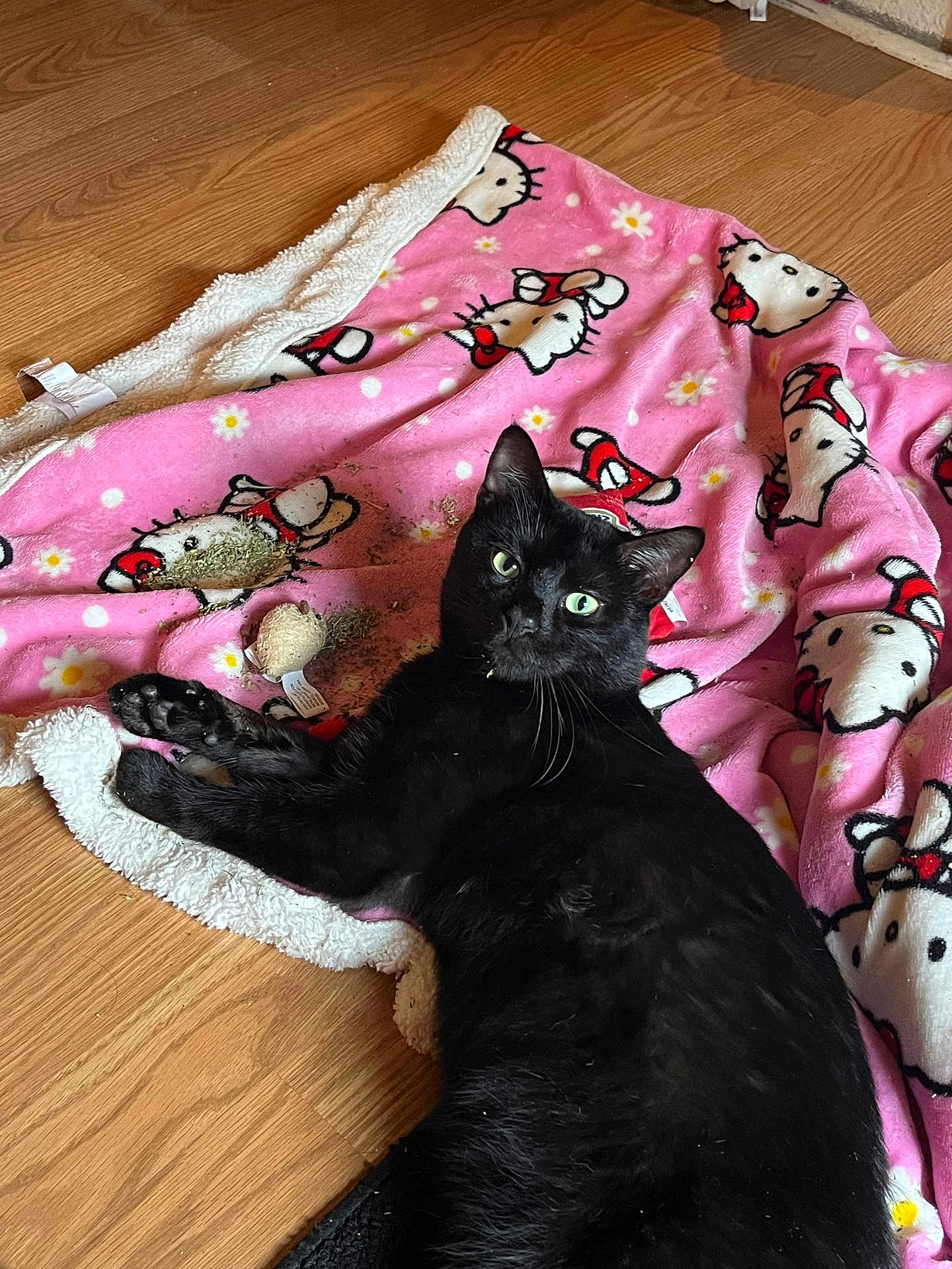 Mort joined the competition — help win amazing prizes! cat, black_cat, hello_kitty_blanket, catnip, wooden_floor, pet, indoor, playful, fur, green_eyes, cozy, animal, cute, relaxed, laying_down, toy, domestic_cat, feline, soft_blanket, floor