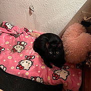 Mort is registered to the contest to win money with this photo: cat, black_cat, hello_kitty, blanket, pink, heart_pillow, fluffy_pillow, indoor, pet, animal, cozy, floor, wall, electrical_outlet, cord, cute, resting, feline, domestic_cat, toy