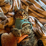 Nino Burrito is registered to the contest to win money with this photo: cat, tabby_cat, pet, animal, feline, paws, harness, blanket, fur, domestic_animal, hand, tattoo, cozy, indoor, resting, cute, wide_eyes, person, bed, soft