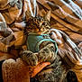 cat, tabby_cat, pet, animal, feline, paws, harness, blanket, fur, domestic_animal, hand, tattoo, cozy, indoor, resting, cute, wide_eyes, person, bed, soft