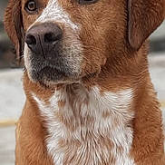 Lilou a rejoint le concours — aidez-le/la à gagner de superbes lots ! dog, brown, white, close_up, portrait, wet_fur, canine, pet, animal, face, ears, nose, outdoor, looking_away, muzzle, fur_texture, calm, alert, domestic_animal, companion
