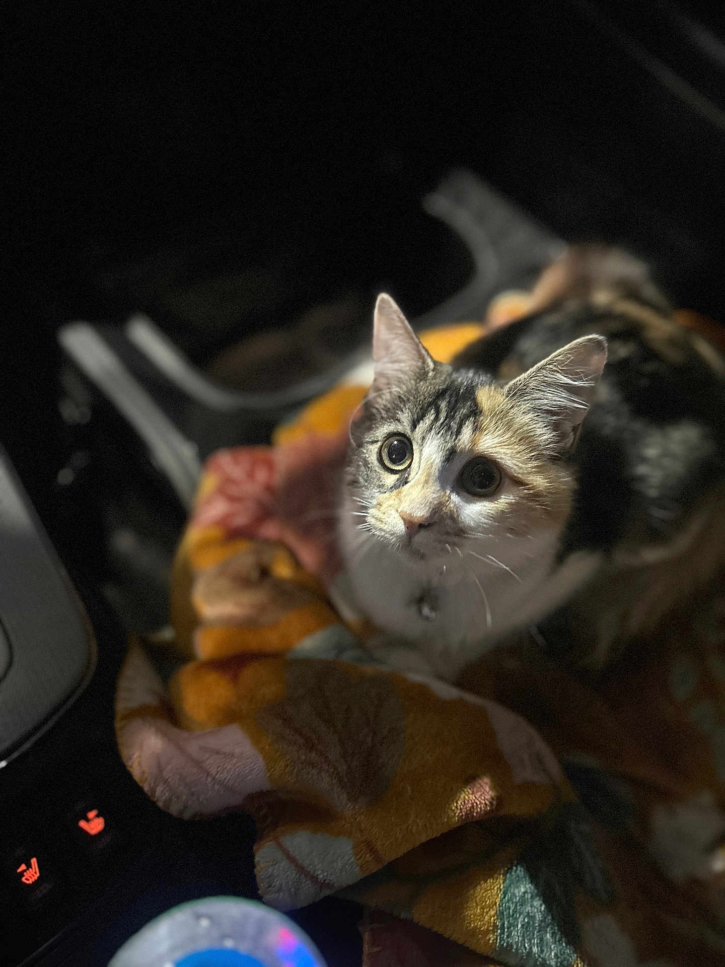Pan Dulce is registered to the contest to win money with this photo: cat, calico_cat, blanket, indoor, pet, fur, whiskers, soft_light, wide_eyes, cozy, animal, cute, domestic_cat, mammal, sitting, looking_up, closeup, feline, collar, resting