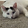 Casper is registered to the contest to win money with this photo: cat, pet, feline, white_fur, black_markings, blue_eyes, heart_shaped_nose, whiskers, ears, close_up, portrait, laying_down, carpet, indoor, domestic_cat, sleepy, cozy, soft_texture, shallow_depth_of_field, cute