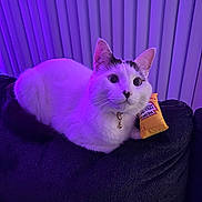 Casper is registered to the contest to win money with this photo: cat, pet, indoor, purple_lighting, sofa, cushion, collar, bell, toy, white_fur, black_marking, whiskers, ears, big_eyes, close_up, relaxed, radiator, vertical_blinds, night_light, side_view