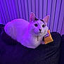cat, pet, indoor, purple_lighting, sofa, cushion, collar, bell, toy, white_fur, black_marking, whiskers, ears, big_eyes, close_up, relaxed, radiator, vertical_blinds, night_light, side_view