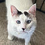 Casper joined the competition — help win amazing prizes! cat, feline, pet, white_fur, blue_eyes, whiskers, ears, nose, heart_shaped_nose, close_up, portrait, curious, indoor, carpet, collar, bell, paws, soft_focus, shallow_depth_of_field, looking_up