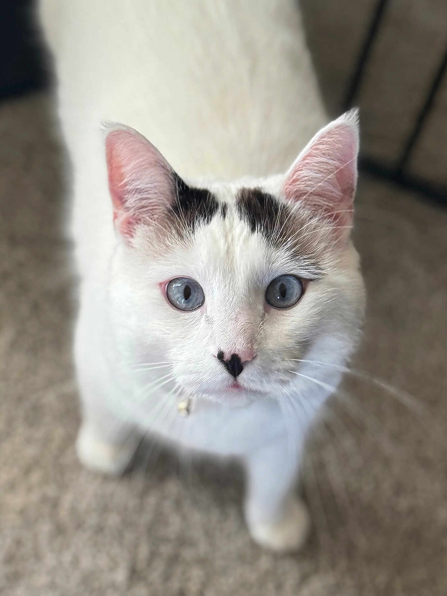 Casper joined the competition — help win amazing prizes! cat, feline, pet, white_fur, blue_eyes, whiskers, ears, nose, heart_shaped_nose, close_up, portrait, curious, indoor, carpet, collar, bell, paws, soft_focus, shallow_depth_of_field, looking_up