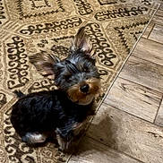 Duncan is registered to the contest to win money with this photo: animal, black, brown, carpet, companion, cute, dog, domestic_animal, ears, flooring, fur, household, indoor, looking_up, pattern, pet, resting, small_dog, wood_floor, young_dog