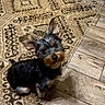 dog, small_dog, indoor, carpet, wood_floor, pet, animal, ears, fur, brown, black, cute, flooring, pattern, looking_up, young_dog, domestic_animal, companion, household, resting