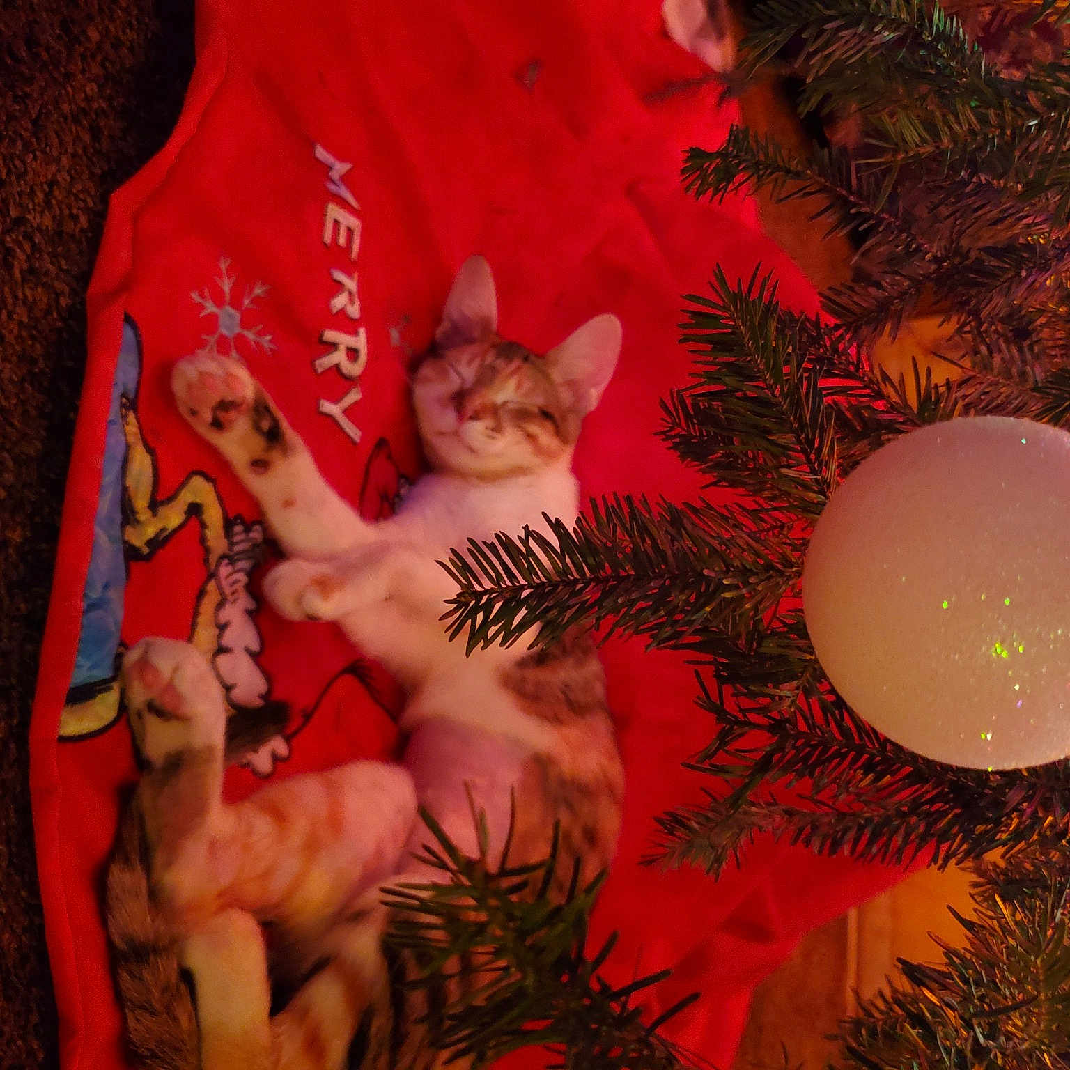 Queen is registered to the contest to win money with this photo: carnivore, cat, christmas, christmas_decoration, christmas_ornament, christmas_tree, event, evergreen, fawn, felidae, grass, holiday_ornament, lap, leaf, ornament, pink, plant, small_to_medium_sized_cats, tail, whiskers