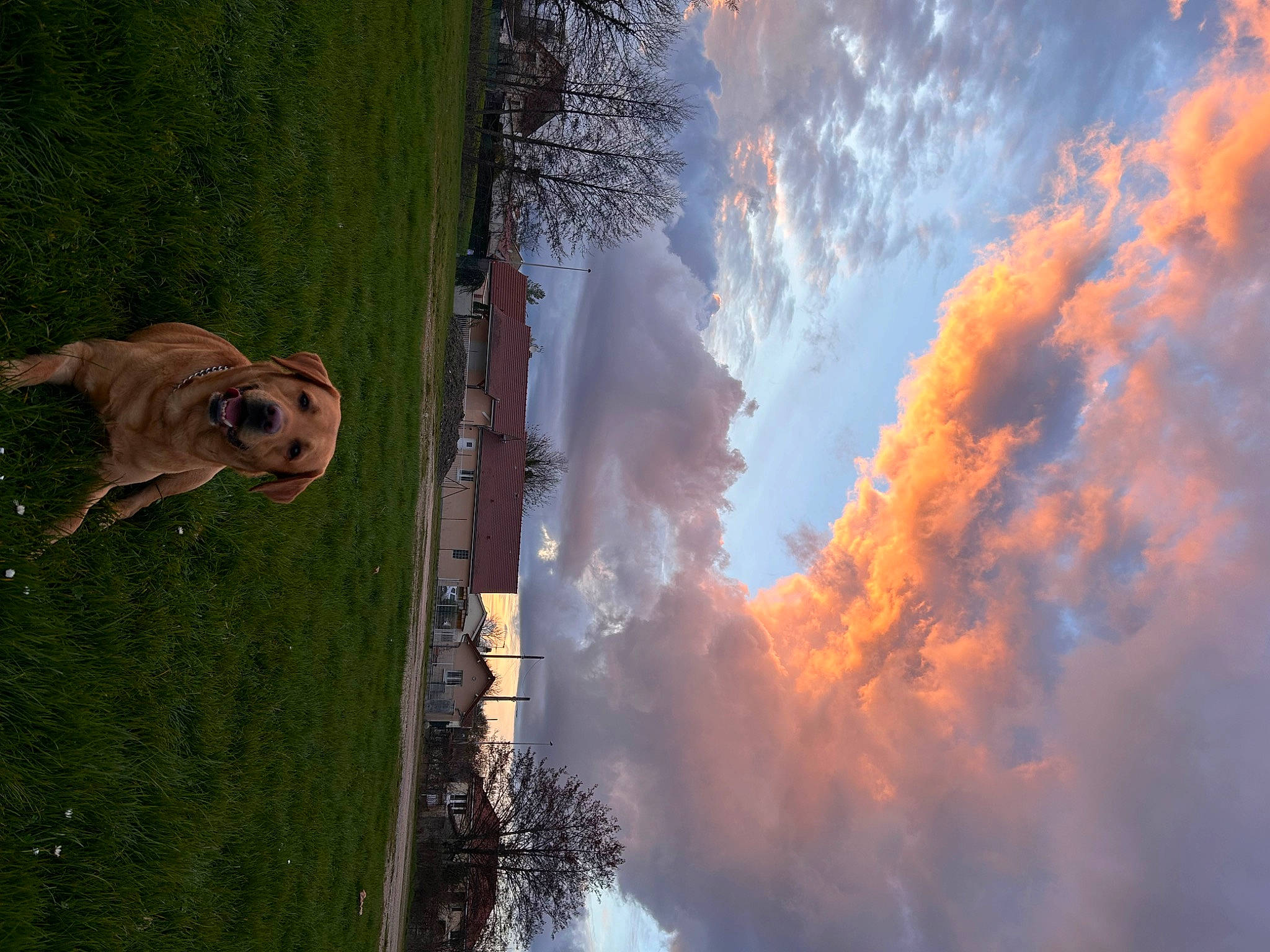 Rio a rejoint le concours — aidez-le/la à gagner de superbes lots ! cloud, cumulus, dog, dog_breed, eye, grass, heat, landscape, meteorological_phenomenon, natural_landscape, pasture, plant, reflection, sky, smoke, tree, trunk, water, wood, working_animal