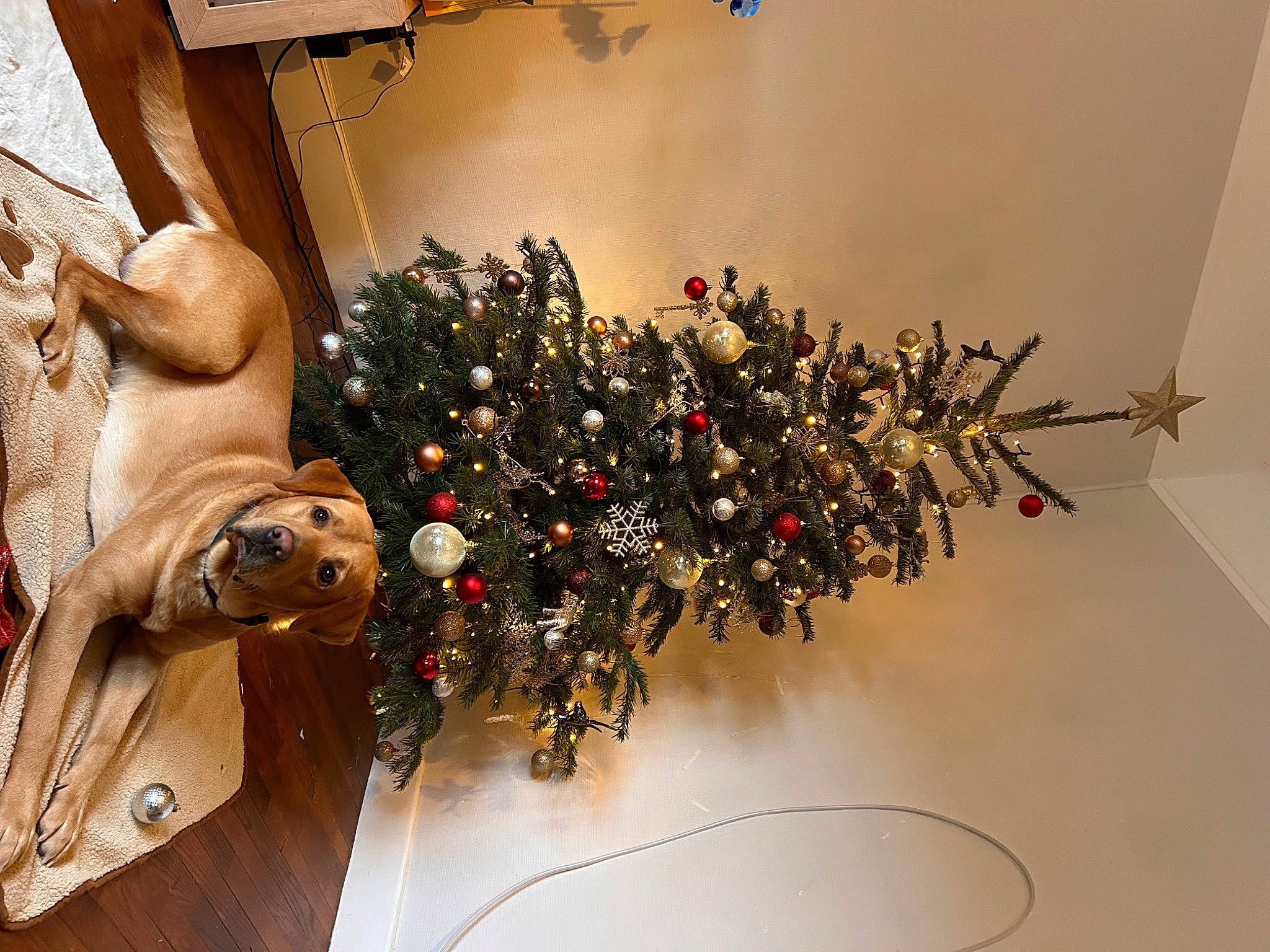 Rio a rejoint le concours — aidez-le/la à gagner de superbes lots ! art, christmas, christmas_decoration, christmas_ornament, christmas_tree, event, floral_design, flower_arranging, holiday, holiday_ornament, house, interior_design, ornament, plant, room, tree, twig, wood, working_animal