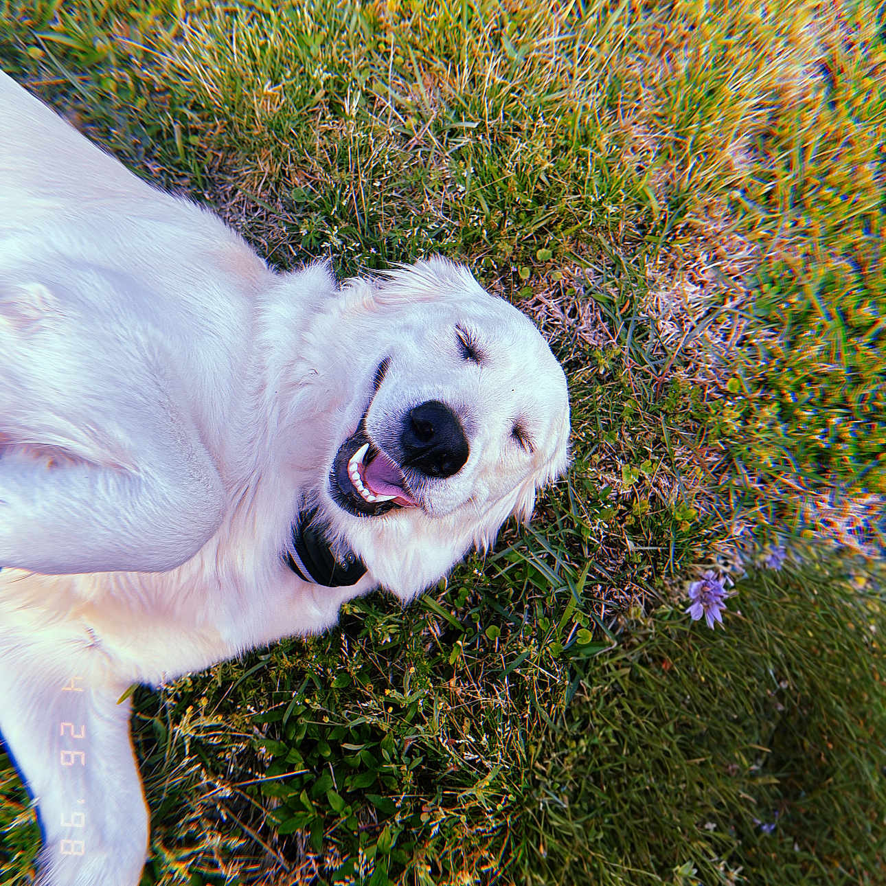 Honey joined the competition — help win amazing prizes! canine, closeup, collar, dog, flower, golden_retriever, grass, greenery, happy, lying_down, mammal, nature, outdoor, pet, playful, relaxed, smiling, summer, sunlight, tongue