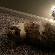 Kitty joined the competition — help win amazing prizes! cat, carpet, fur, pet, animal, lying_down, indoor, cozy, whiskers, ears, light, wall, floor, relaxed, cute, mammal, domestic, feline, soft, home