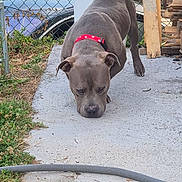 Falcko a rejoint le concours — aidez-le/la à gagner de superbes lots ! dog, gray_dog, red_collar, sniffing, concrete, backyard, fence, grass, outdoor, pet, canine, collar, sidewalk, wood, garden, animal, daylight, focused, domestic_animal, yard