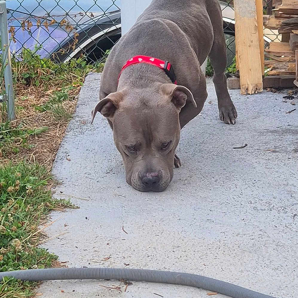 Falcko a rejoint le concours — aidez-le/la à gagner de superbes lots ! dog, gray_dog, red_collar, sniffing, concrete, backyard, fence, grass, outdoor, pet, canine, collar, sidewalk, wood, garden, animal, daylight, focused, domestic_animal, yard