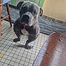 Falcko a rejoint le concours — aidez-le/la à gagner de superbes lots ! animal, chair, curious, dog, ears, floor, floor_mat, gray_dog, indoor, looking_up, natural_light, paws, pet, radiator, room, snout, tile_floor, white_patch, window, wooden_chair