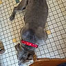 animal, casual_clothing, chair_leg, collar, dog, floor_tiles, gray_dog, hearts, human_leg, indoors, lying_down, patterned_floor, pet, red_collar, relaxed, resting, tile_pattern, tiled_floor, top_view, wooden_chair