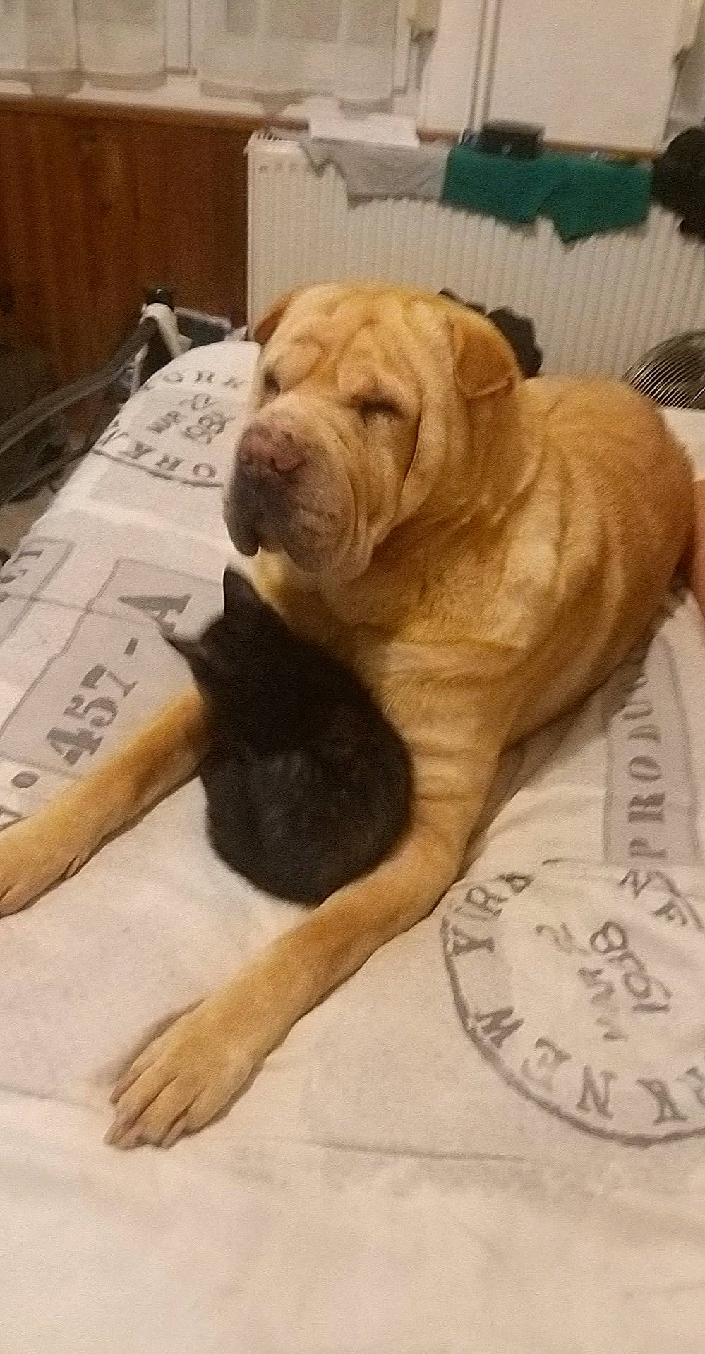 Talia participe au concours pour gagner de l'argent avec cette photo : carnivore, comfort, companion_dog, computer_keyboard, dog, dog_breed, fawn, floor, flooring, foot, hardwood, ori_pei, shar_pei, snout, sporting_group, tail, terrestrial_animal, wood, working_animal, wrinkle