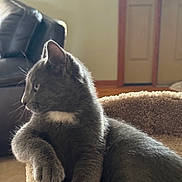 Buddy joined the competition — help win amazing prizes! cat, gray_cat, pet, animal, feline, indoor, cat_bed, resting, relaxed, fur, paw, side_view, leather_chair, door, window, carpet, home, cozy, soft, domestic