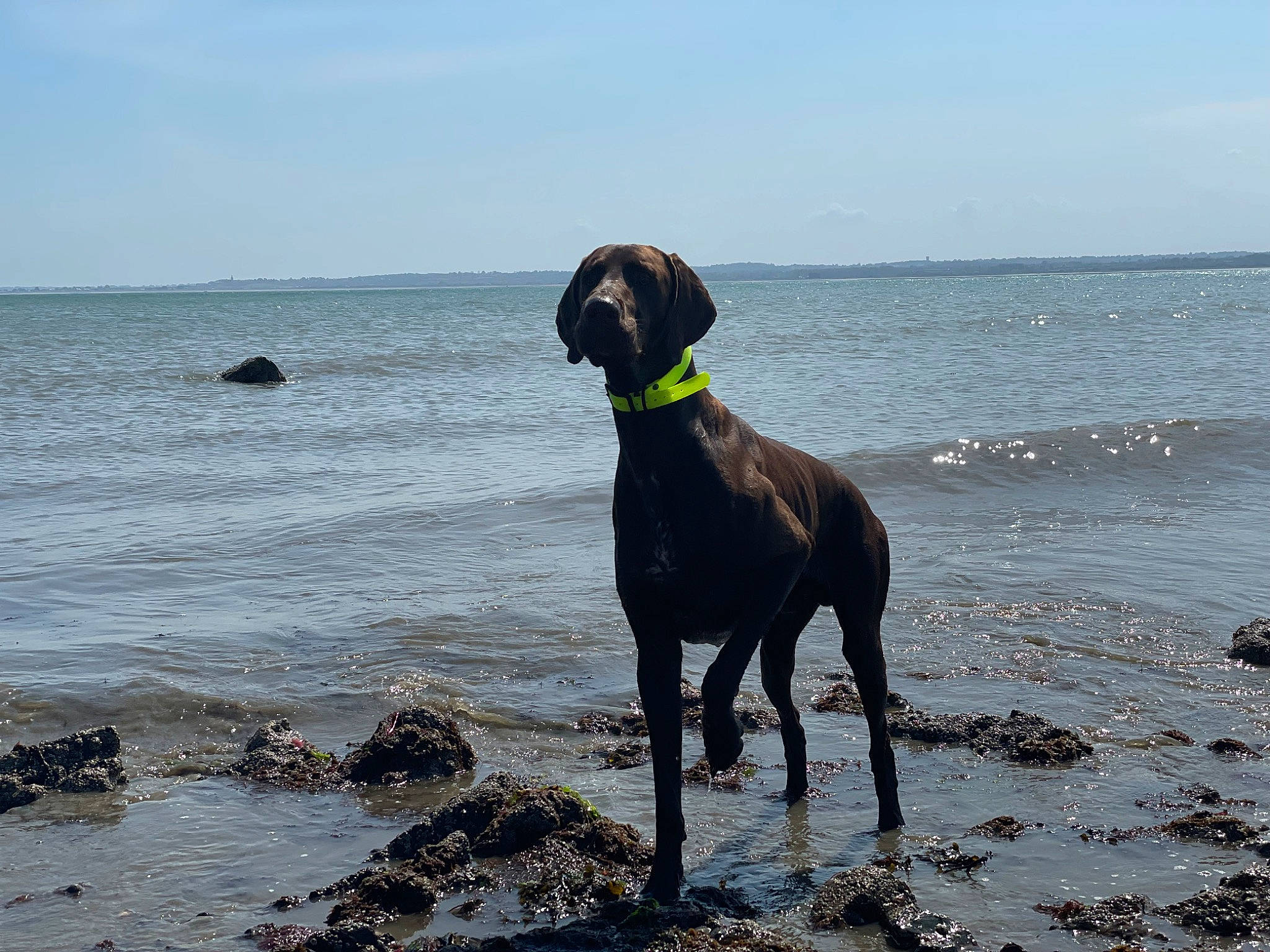 Shadow a rejoint le concours — aidez-le/la à gagner de superbes lots ! beach, canidae, carnivore, cloud, collar, dog, dog_breed, dog_collar, fawn, guard_dog, hunting_dog, lake, non_sporting_group, ocean, sky, sporting_group, water, wind_wave, working_animal, working_dog