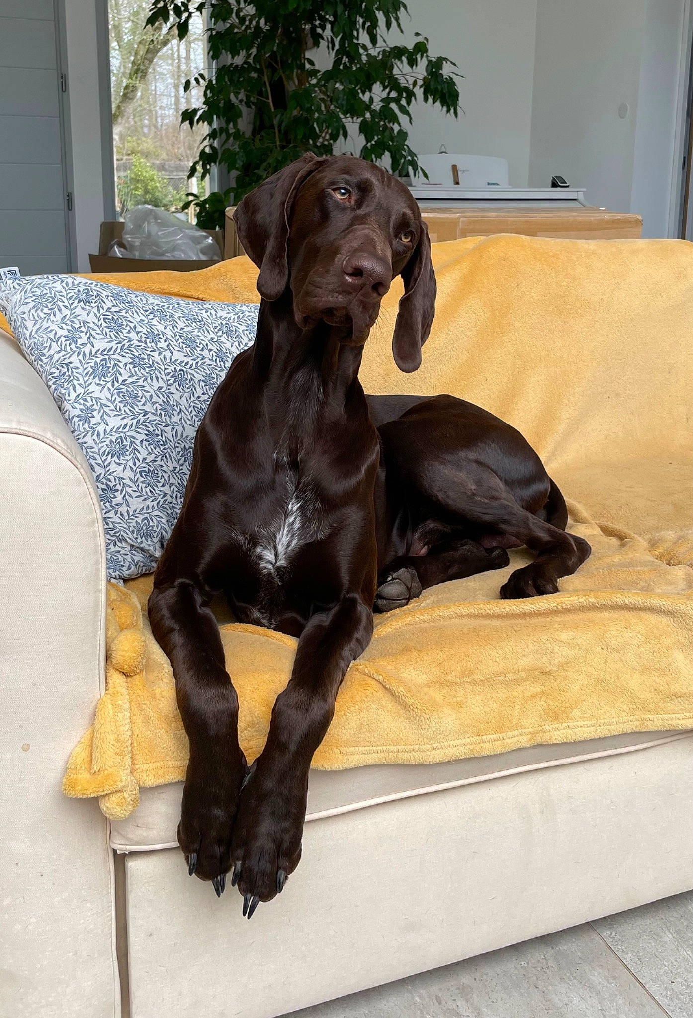 Shadow participe au concours pour gagner de l'argent avec cette photo : art, canidae, carnivore, companion_dog, dog, dog_breed, fawn, fur, gun_dog, liver, metal, natural_material, plant, sculpture, snout, sporting_group, statue, terrestrial_animal, wood, working_animal