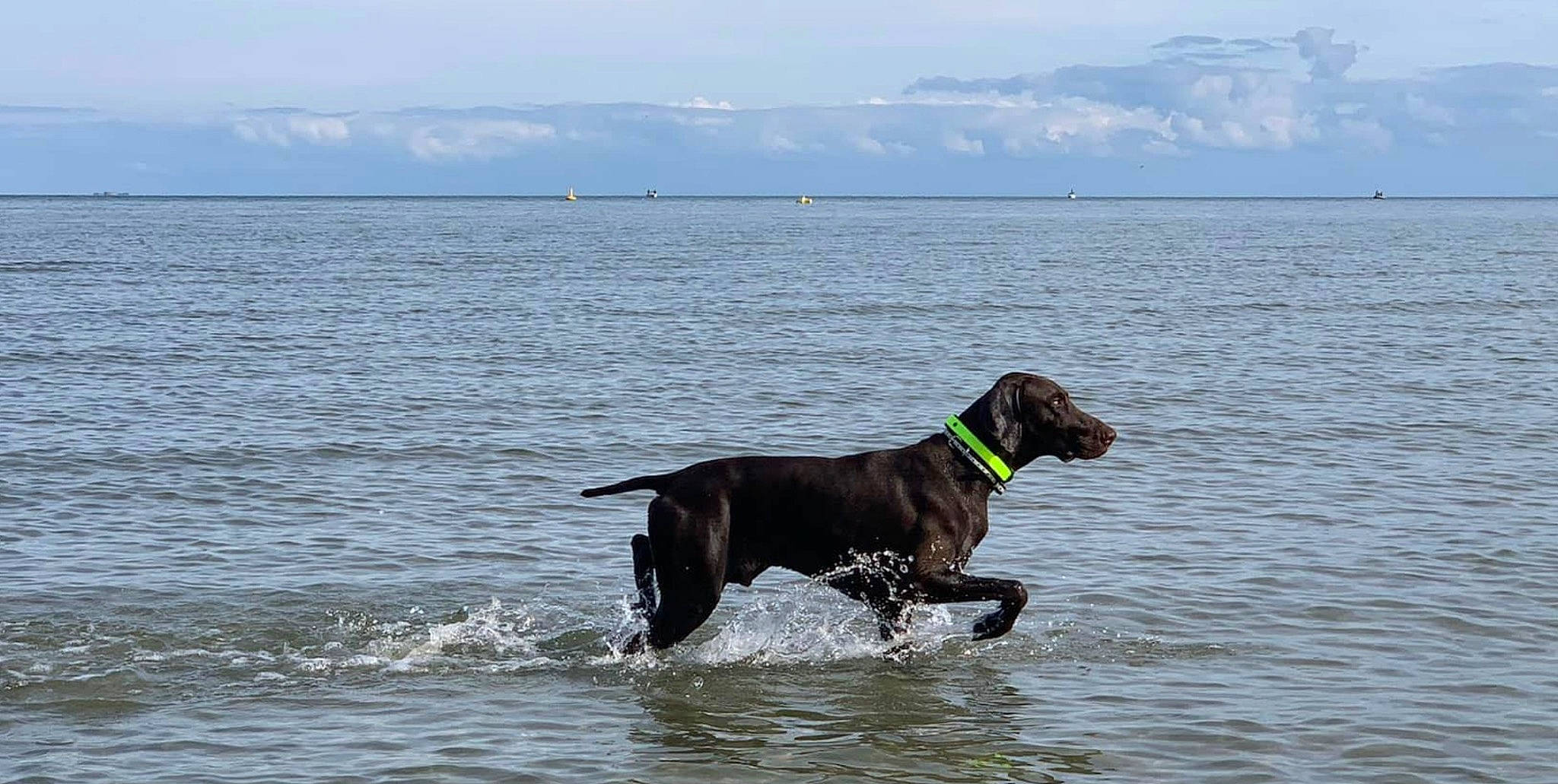 Shadow a rejoint le concours — aidez-le/la à gagner de superbes lots ! canidae, carnivore, cloud, collar, cumulus, dog, dog_breed, dog_collar, guard_dog, gun_dog, lake, liquid, mountain, plant, sky, snout, sporting_group, water, working_animal, working_dog