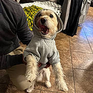 Copo joined the competition — help win amazing prizes! blanket, clothing, couch, cute, dog, fabric, floor, fur, hand, home, hoodie, indoor, kneeling, living_room, person, pet, small_dog, smiling, tile_floor, tongue_out