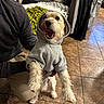blanket, clothing, couch, cute, dog, fabric, floor, fur, hand, home, hoodie, indoor, kneeling, living_room, person, pet, small_dog, smiling, tile_floor, tongue_out