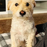 Copo is registered to the contest to win money with this photo: dog, pet, indoor, lap, fluffy, cream_colored, curious, sitting, person, blanket, cozy, furry, companion, cute, domestic_animal, home, animal, closeup, friendly, attention