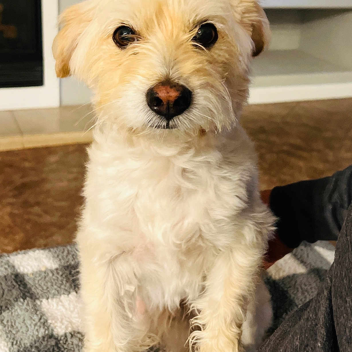 Copo is registered to the contest to win money with this photo: dog, pet, indoor, lap, fluffy, cream_colored, curious, sitting, person, blanket, cozy, furry, companion, cute, domestic_animal, home, animal, closeup, friendly, attention