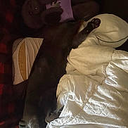 Dorian joined the competition — help win amazing prizes! cat, black_cat, sleeping, bed, blanket, stuffed_animal, plush_toy, pillow, cozy, indoor, resting, pet, animal, feline, fur, paw, comfort, relaxation, soft, home