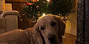 Simba participe au concours pour gagner de l'argent avec cette photo : dog, golden_retriever, christmas_tree, ornaments, holiday, lights, scarf, indoor, living_room, furniture, fireplace, wood_floor, decorations, pet, festive, cozy, relaxing, warm_lighting, holiday_season, animal