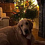dog, golden_retriever, christmas_tree, ornaments, holiday, lights, scarf, indoor, living_room, furniture, fireplace, wood_floor, decorations, pet, festive, cozy, relaxing, warm_lighting, holiday_season, animal