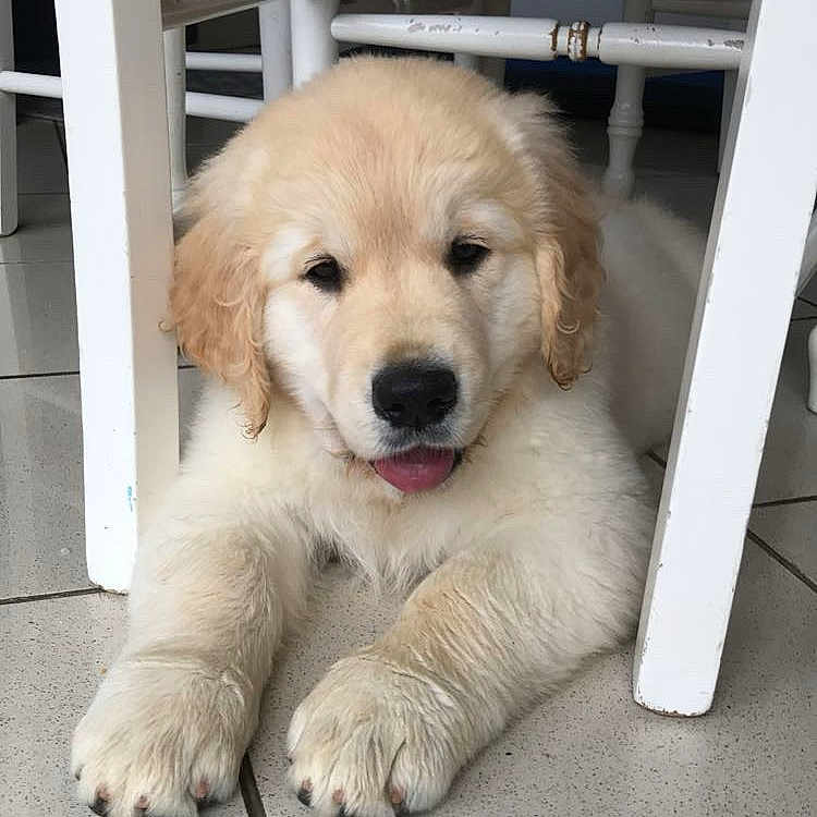 Simba participe au concours pour gagner de l'argent avec cette photo : adorable, animal, canine, cute, dog, domestic, floor, fluffy, furniture, golden_retriever, home, indoor, lying_down, pet, puppy, relaxed, tile, tongue_out, white_chair, young_dog