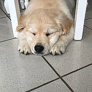 Simba a rejoint le concours — aidez-le/la à gagner de superbes lots ! puppy, dog, sleeping, indoor, tile_floor, white_chair, furniture, cute, fluffy, resting, young_dog, pet, animal, floor, domestic_animal, relaxing, cozy, quiet, adorable, companion