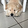 puppy, dog, sleeping, indoor, tile_floor, white_chair, furniture, cute, fluffy, resting, young_dog, pet, animal, floor, domestic_animal, relaxing, cozy, quiet, adorable, companion
