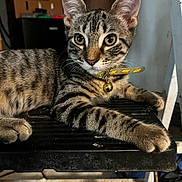 Boudica is registered to the contest to win money with this photo: cat, kitten, tabby, collar, bell, pet, animal, feline, indoor, chair, black_chair, relaxed, cute, young, fur, whiskers, ears, eyes, paws, resting