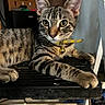 cat, kitten, tabby, collar, bell, pet, animal, feline, indoor, chair, black_chair, relaxed, cute, young, fur, whiskers, ears, eyes, paws, resting