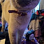 Marie joined the competition — help win amazing prizes! animal, bed, blanket, blurred_background, cat, closeup, collar, cozy, curious, domestic, feline, fur, household, indoor, mammal, paw, pet, purple, soft, whiskers