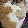 Marie is registered to the contest to win money with this photo: animal, blanket, cat, cats, closeup, cozy, cream_cat, cute, feline, fur, indoor, orange_cat, pets, plastic_bag, resting, sleeping, snuggling, two_animals, whiskers, white_cat