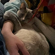 Marie joined the competition — help win amazing prizes! animal, bed, blanket, cat, clothing, comfort, cozy, cute, domestic, fur, hand, indoor, mammal, person, pet, relaxed, resting, sleepy, snuggle, warm