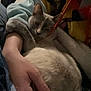animal, bed, blanket, cat, clothing, comfort, cozy, cute, domestic, fur, hand, indoor, mammal, person, pet, relaxed, resting, sleepy, snuggle, warm