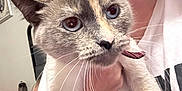 Marie is registered to the contest to win money with this photo: animal, blue_eyes, cat, close_up, curious, domestic, expression, face, feline, hand, holding, indoor, mammal, people, person, pet, portrait, tattoo, whiskers, white_shirt