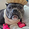 animal, bed, black_nose, canine, closeup, cute, dog, expression, footwear, funny, grey_fur, hat, indoor, paw_protection, pet, pink_crocs, portrait, resting, sombrero, white_bedspread